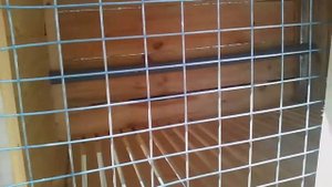 Мои первые кролики калифорния и серый великан.(БЕЛЫЙ КРОЛИК)