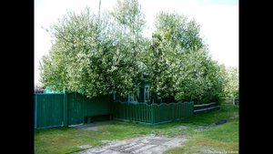 Светлана Матвеева   Чувашская народная песня  Черёмуха Сул херринче усет семерт йывас