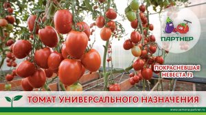ТОМАТ УНИВЕРСАЛЬНОГО НАЗНАЧЕНИЯ – ПОКРАСНЕВШАЯ НЕВЕСТА F1