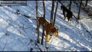 Удивительная дружба тигра и козла