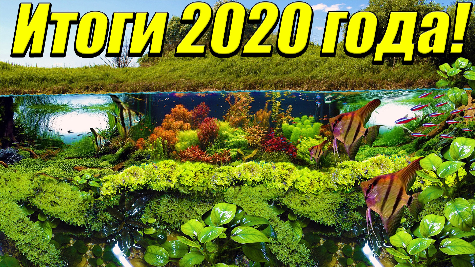 Итоги 2020 года. Мои аквариумы, палюдариум, пруд и акватеплица в 2020 году.