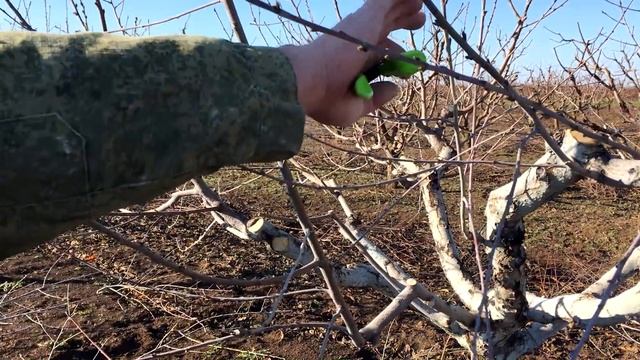 ОБРЕЗКА ПЕРСИКА /2-ой год после омоложения/формируем крону/peach pruning