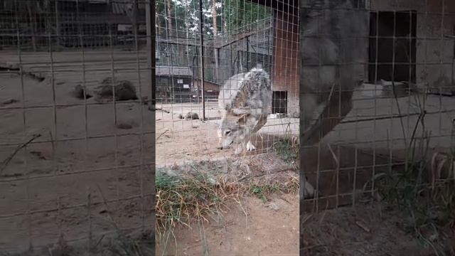 Волчий оскал смотреть онлайн