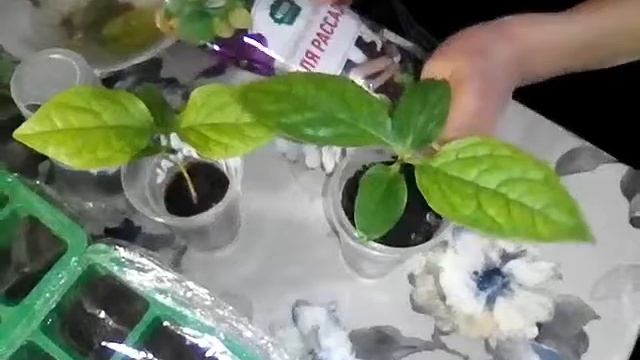 Уход за хурмой смотреть онлайн