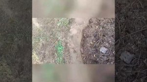 Посадка Туи Олендорфи.