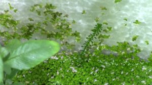 Ротала Бангладеш (Rotala sp Bangladesh ) под водой и на суши