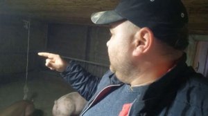 1️⃣Сколько штук свиней нужно держать для хорошей без бедной жизнь❓️2️⃣ Доход вас порадует❗️