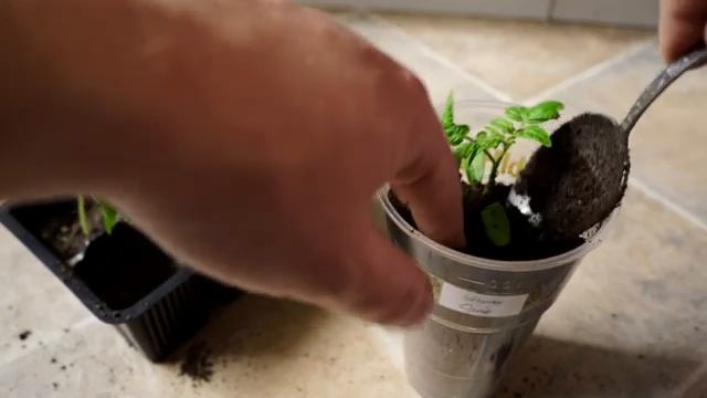 СЕЙТЕ ТОМАТЫ ТОЛЬКО ТАК ЧТОБЫ ПОЛУЧИТЬ РАННИЙ И БОЛЬШОЙ УРОЖАЙ!!! смотреть онлайн