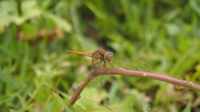 Olympus E-PL6 testing (dragonfly) смотреть онлайн