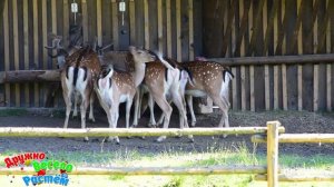 ЗООПАРК + ЖИВОТНЫЕ В ЗООПАРКЕ + Звуки диких животных медведь, ягуар, лев + ЗООПАРК ДЛЯ ДЕТЕЙ