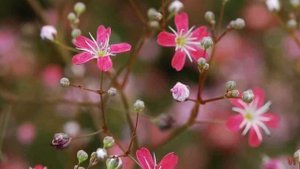 Гипсофила (Gypsophila)