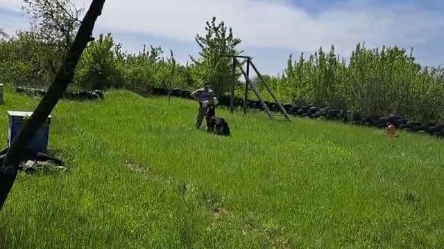 Видео приветы из Белой Калитвы о нашей юной звездочке!

Хедда Янкор Кримеа, 9,5 месяцев.
Тренировка
