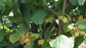 Клуб фундука.  Фундук, сорт "Карамановский"