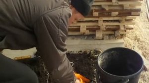 Выращивание картофеля зимой на окне за 60 дней.