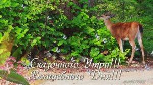 Сказочного Утра! Волшебного Дня