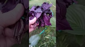 Обман на рынке.Покупочки.Новые хосты. 22.05.2024 #цветыастрахань