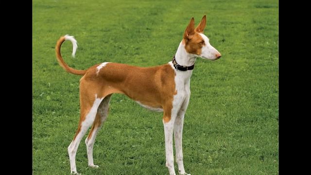 Ibizan Собака/Ibizan Hound (порода собак HD slide show)! смотреть онлайн