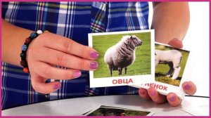 Вундеркинд с пеленок  Набор обучающих карточек Домашние животные 011)