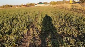 Вл 77 стимулятор роста и Оракул мультикомплекс на люцерне