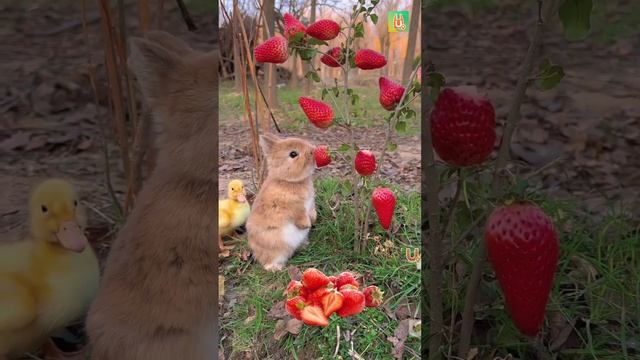 Клубника / Вкусняшки / ЦеноМер