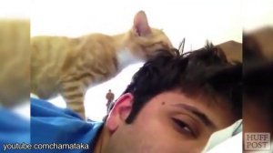 Коты будят своих хозяев.