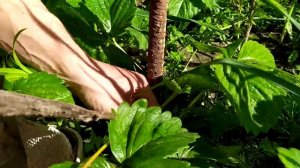Почему не цветет клубника. Женские и мужские кусты