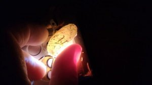 Самочка эублефара отложила яички.Просвечиваем.Рассматриваем зародышевый диск