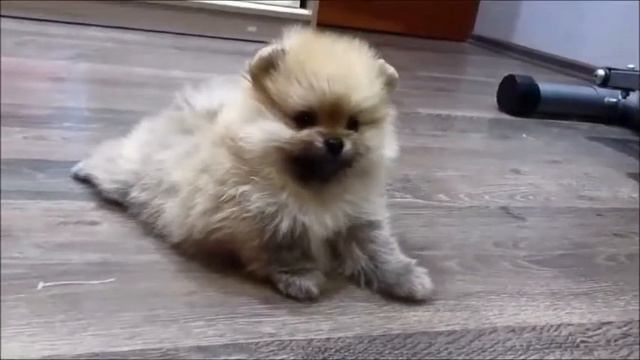 Маленькая прелесть смотреть онлайн