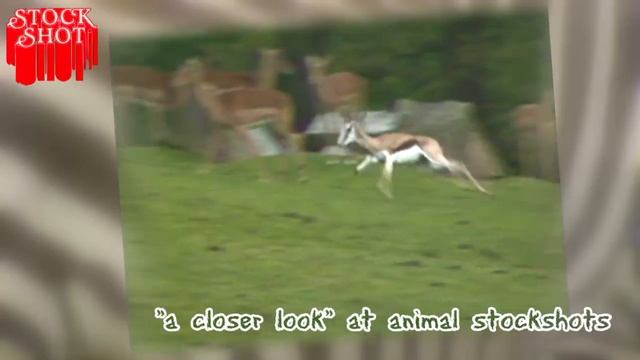 A Closer Look - Springbok - Jumping Antelope смотреть онлайн