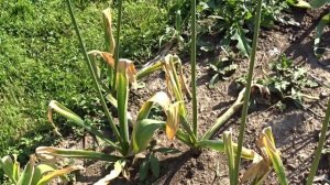 Allium ´Mount Everest´