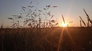 Магия Леса. Как наладить контакт с Духами Леса. Леший. Лесовик. Бес Енарей.
