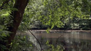 10. Сезонные леса