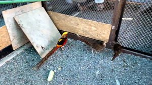 Чем кормить фазанов.