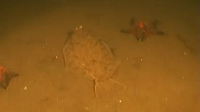 Морская жизнь на дне  Японского моря