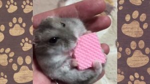 ПРИКОЛЫ С ОЗВУЧКОЙ про хомячков FUNNY HAMSTERS новые серии