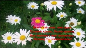 Буктрейлер "Красная ромашка", Муса Джалиль