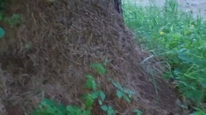 СИЛЬНЫЙ ДЕНЕЖНЫЙ ЗАГОВОР НА МУРАВЕЙНИК... ДЛЯ ВСЕХ... ИНГА ХОСРОЕВА