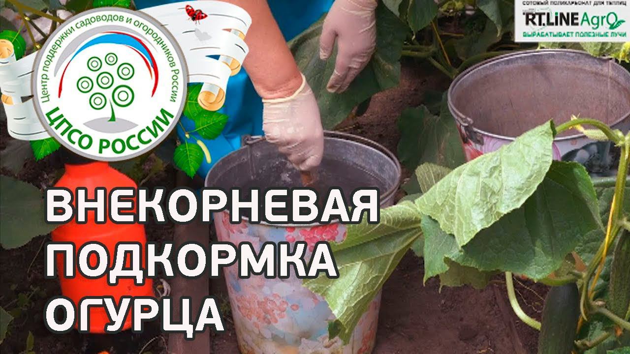 Огурцы - внекорневая подкормка. Выращиваем огурцы в теплице.