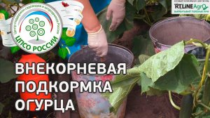 Огурцы - внекорневая подкормка. Выращиваем огурцы в теплице.
