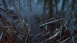 Ловля рыбы на экран в р.Уды