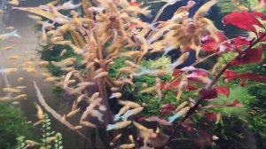 Гуппи Голубое Золото Guppi Blue Gold