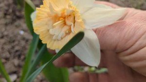 Нарцисс Petit Four #нарцисс #PetitFour