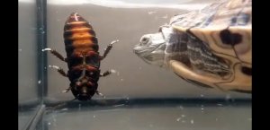 черепаха против большого таракана / ночное кормление в прямом эфире
