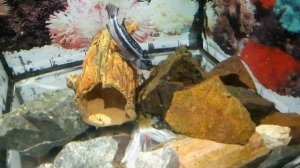 Меланохромис майнгано.