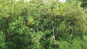 Как цветет йошта. Огромный куст.