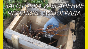 Заготовка и хранение черенков винограда.Хранение черенков винограда зимой.Хранение черенков в земле
