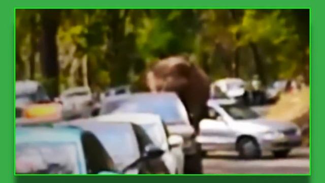 В Индии слон в течение 20 минут крушил автомобили смотреть онлайн