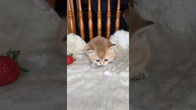 Британский котёнок золотого окраса. BRI ny11