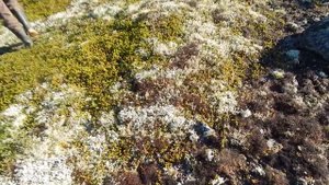 Мурманск. Сопки. Вид завораживает.