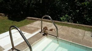 Обезьяны в бассейне на Шри-Ланке